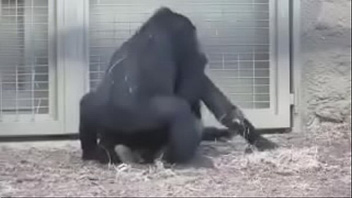 Gorila transando com a sua fêmea no zoologico