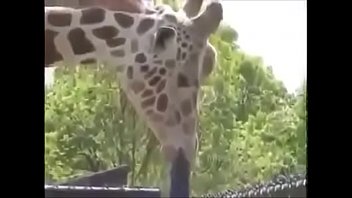 Girafa transando