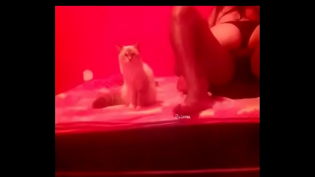 Mulher gato sexo