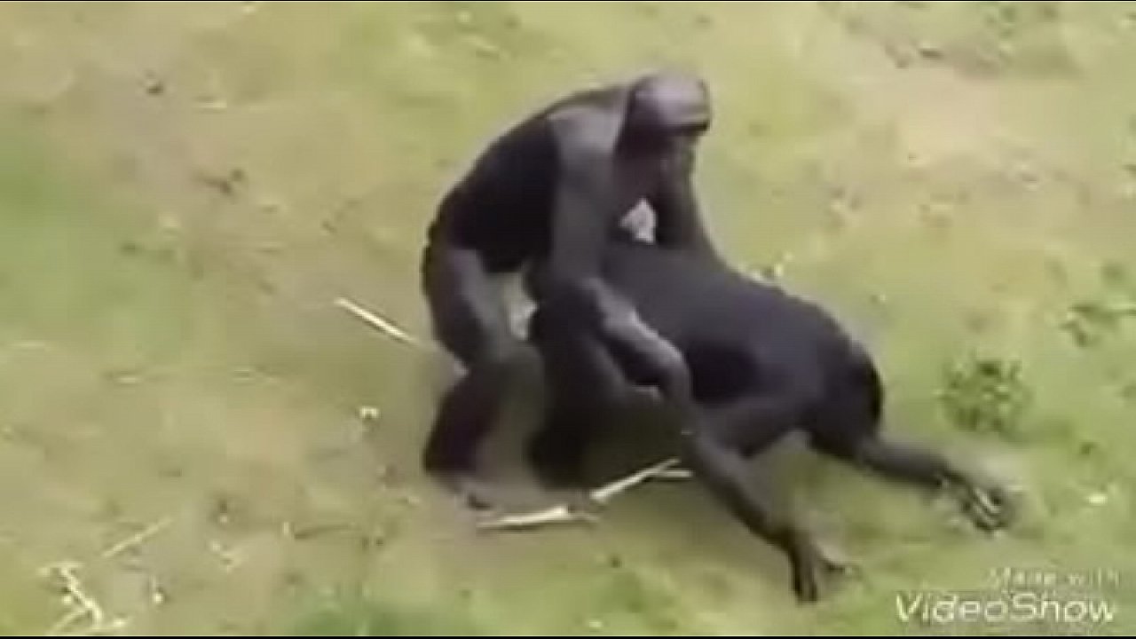 Transando com macaco