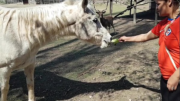 Horse blowjob