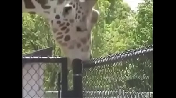 Girafa transano